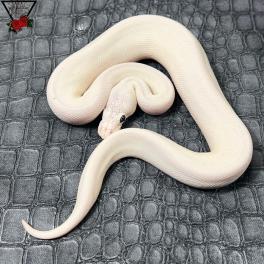 【白蛇伝】スーパーセール！極上斑　親株サイズ！ thumb-