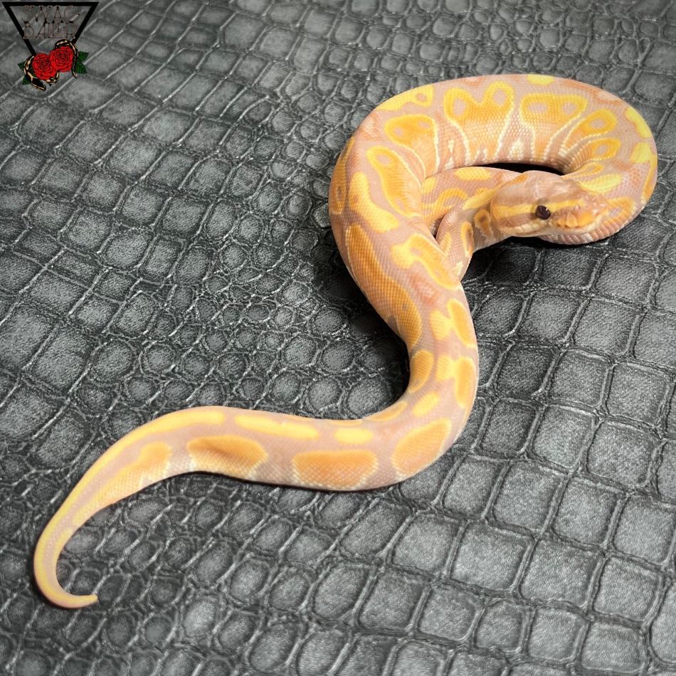 バナナ ♀ | STOCK | 静岡県浜松市のボールパイソン専門店 SWAG Baller