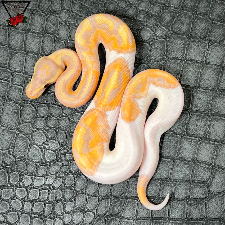 バナナパイ♂ ② | STOCK | 静岡県浜松市のボールパイソン専門店