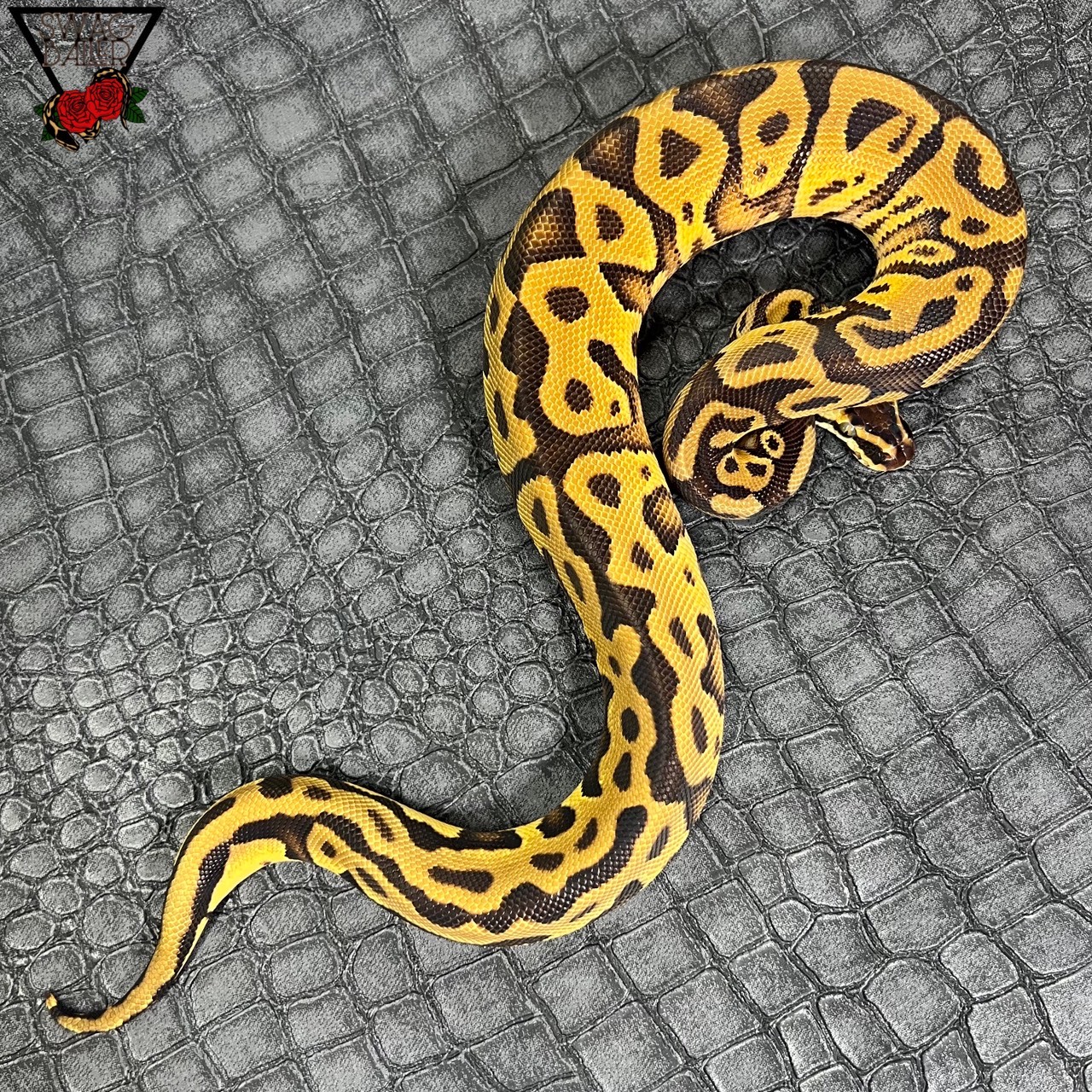 パステルレオパードエンチYB Dhet DGパイ♂ | STOCK | 静岡県浜松市の