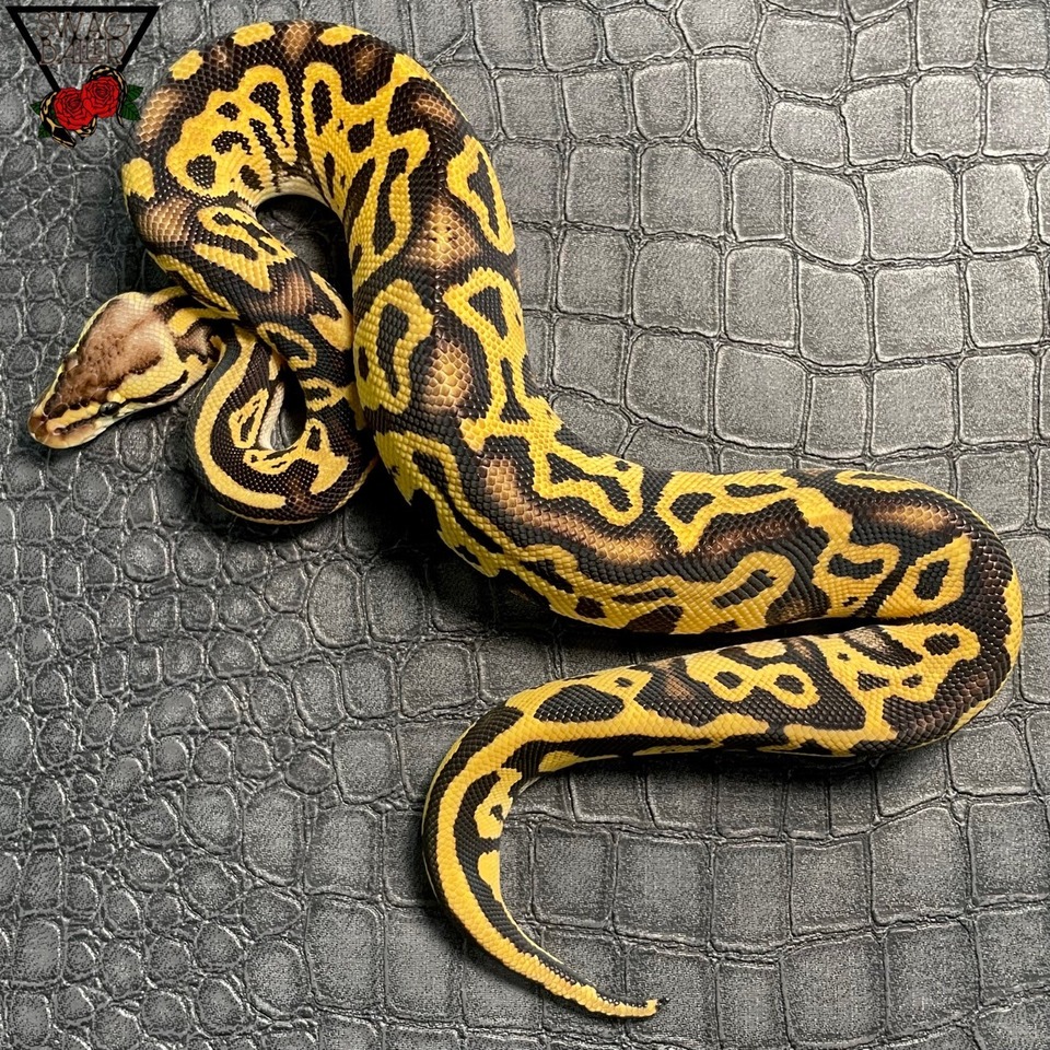 パステルレオパードDhetクラウンラベンダー♀ | STOCK | 静岡県浜松市