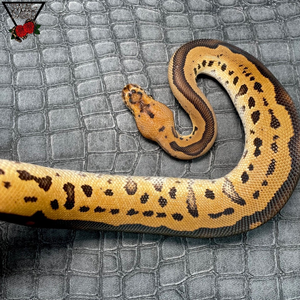 レオパードクラウン♂ | STOCK | 静岡県浜松市のボールパイソン専門店