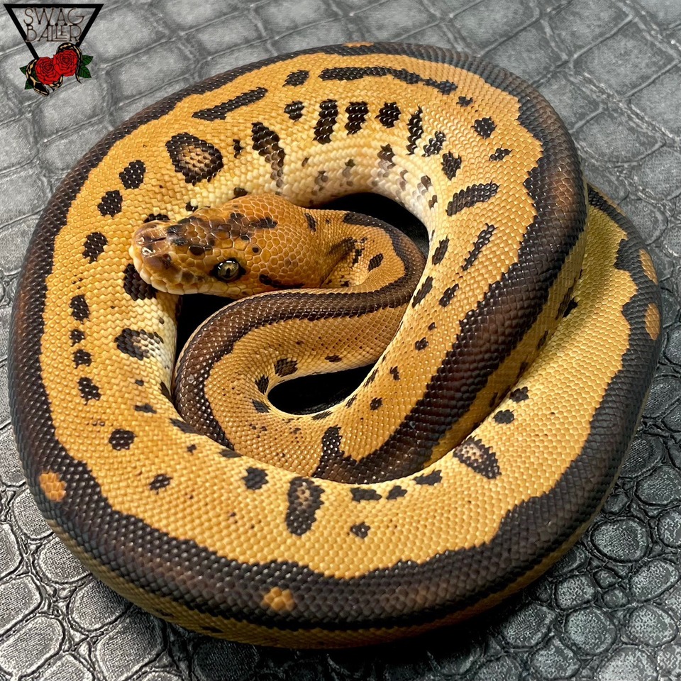 レオパードクラウン♂ | STOCK | 静岡県浜松市のボールパイソン専門店