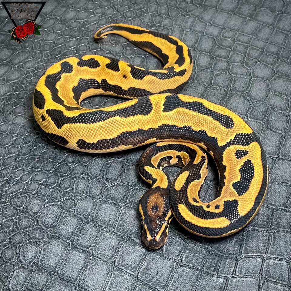 OD YB レオパード hetパイ 50%hetクラウン♂ | STOCK | 静岡県浜松市の