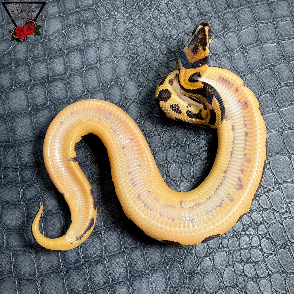 OD YB レオパード スポットノーズhetクラウン♀ | STOCK | 静岡県浜松