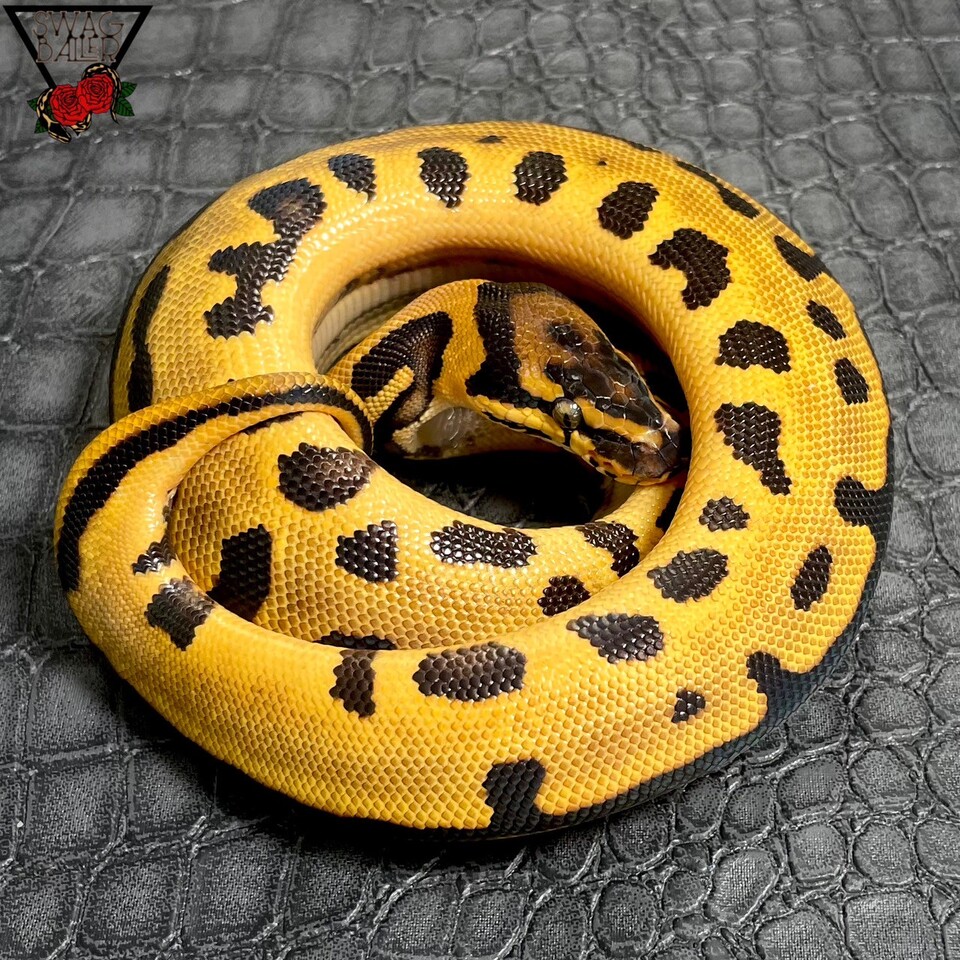 OD YB レオパード スポットノーズhetクラウン♀ | STOCK | 静岡県浜松