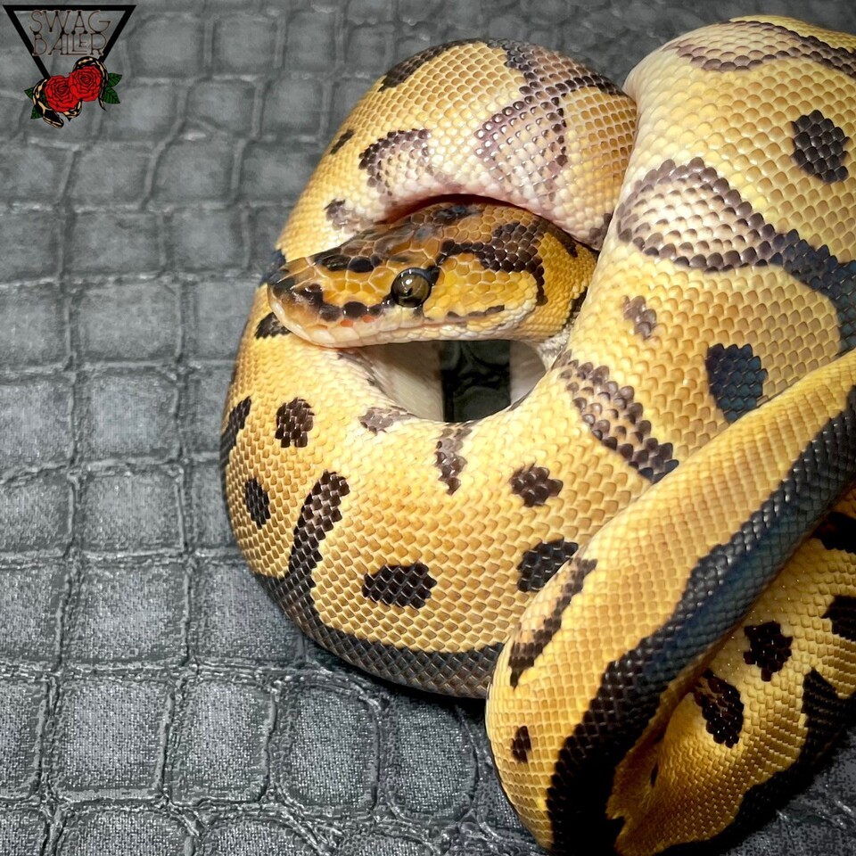 ODクラウン hetパイ 66%hetウルトラメル 50%hetゴースト ♂ | STOCK