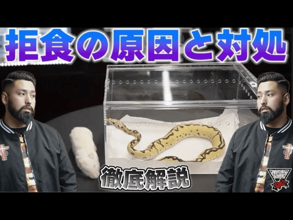 【ボールパイソン食欲UP環境作り】🔥徹底解説🔥