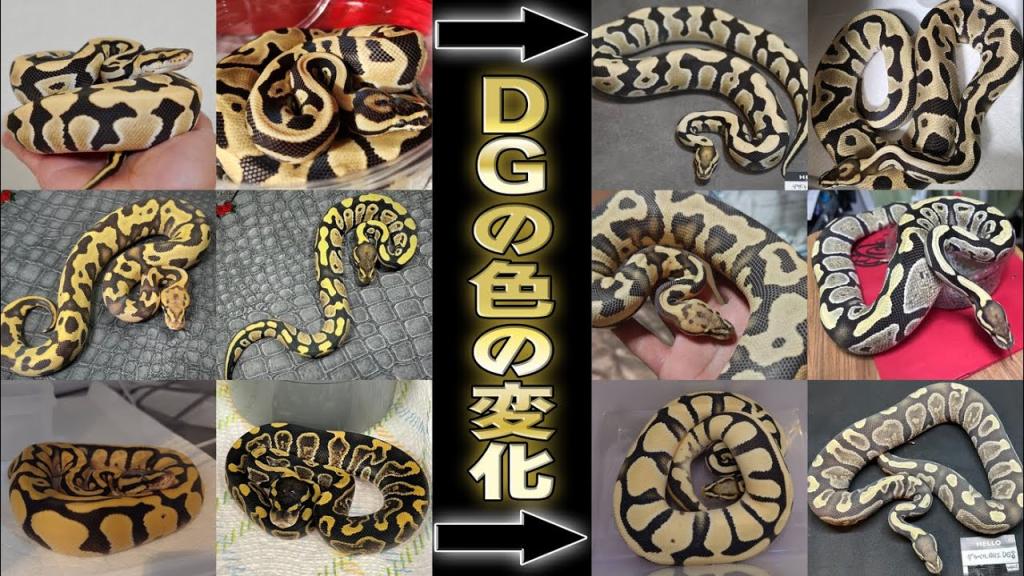 【成長するとどんな色?】お客様のリアルな声と写真!!DGのホワイトアウトの色味比較!!