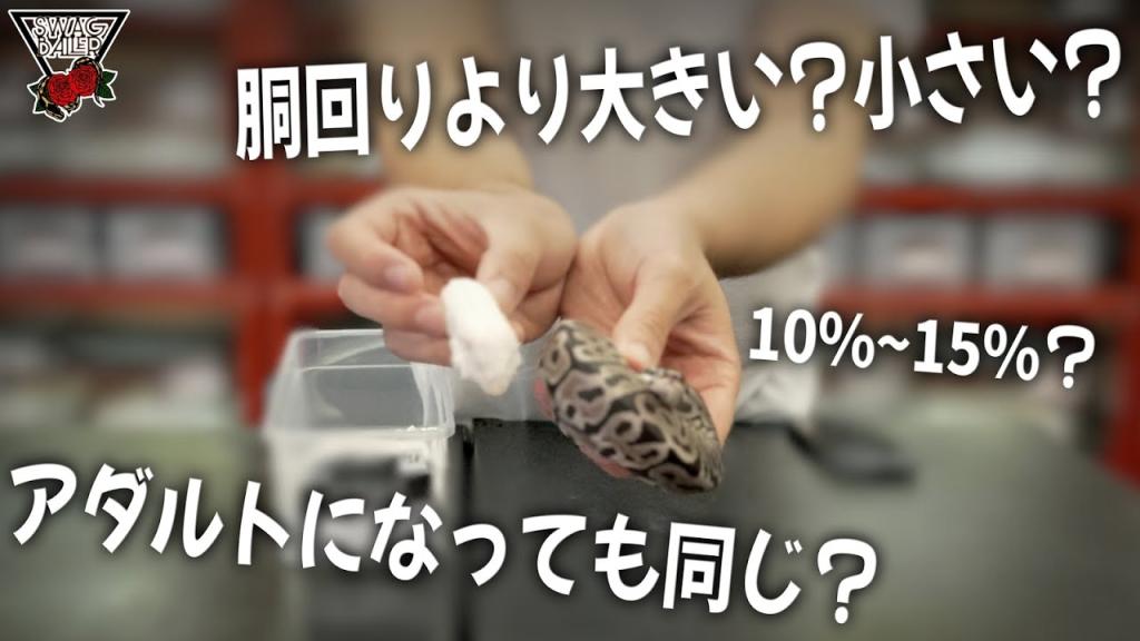 【g数による違い】ボールパイソンの餌サイズと頻度の目安!!