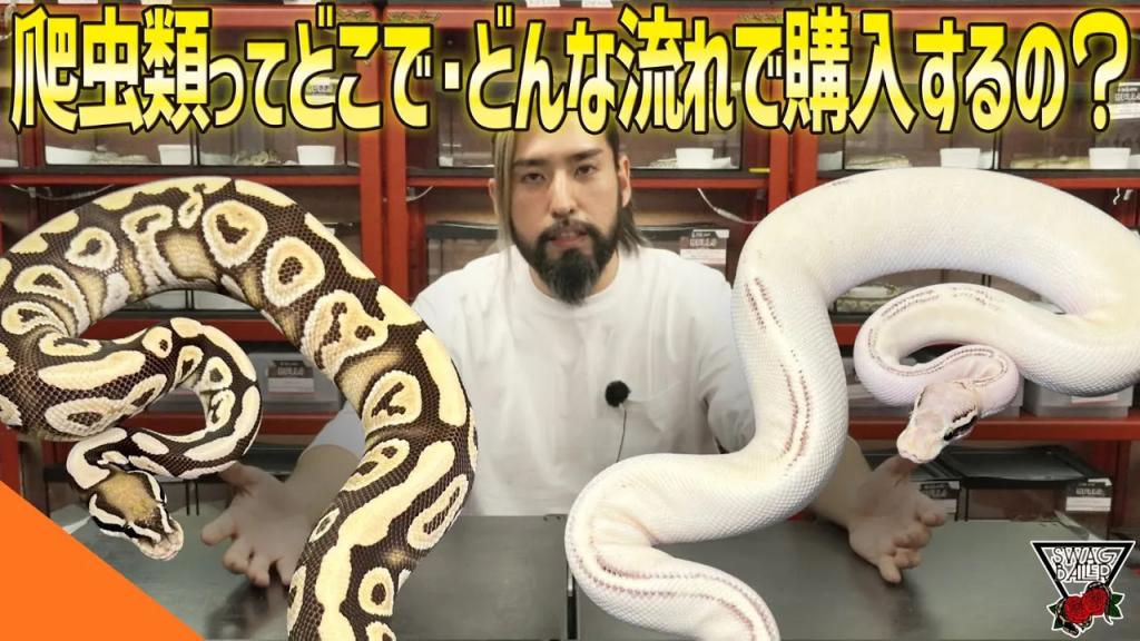【超入門編】ボールパイソン・爬虫類ってどこでどうやって購入するの？