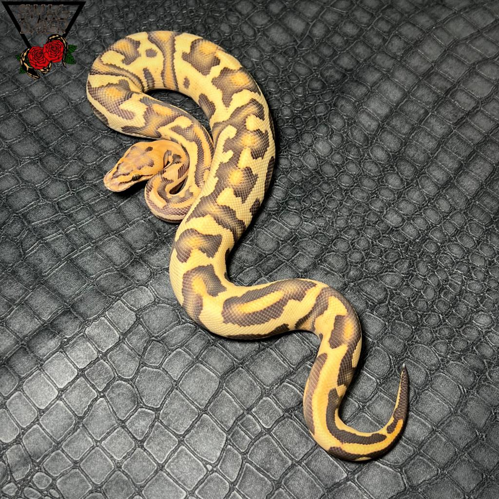 ファイア レオパード YB クリプトン hetDG ♂