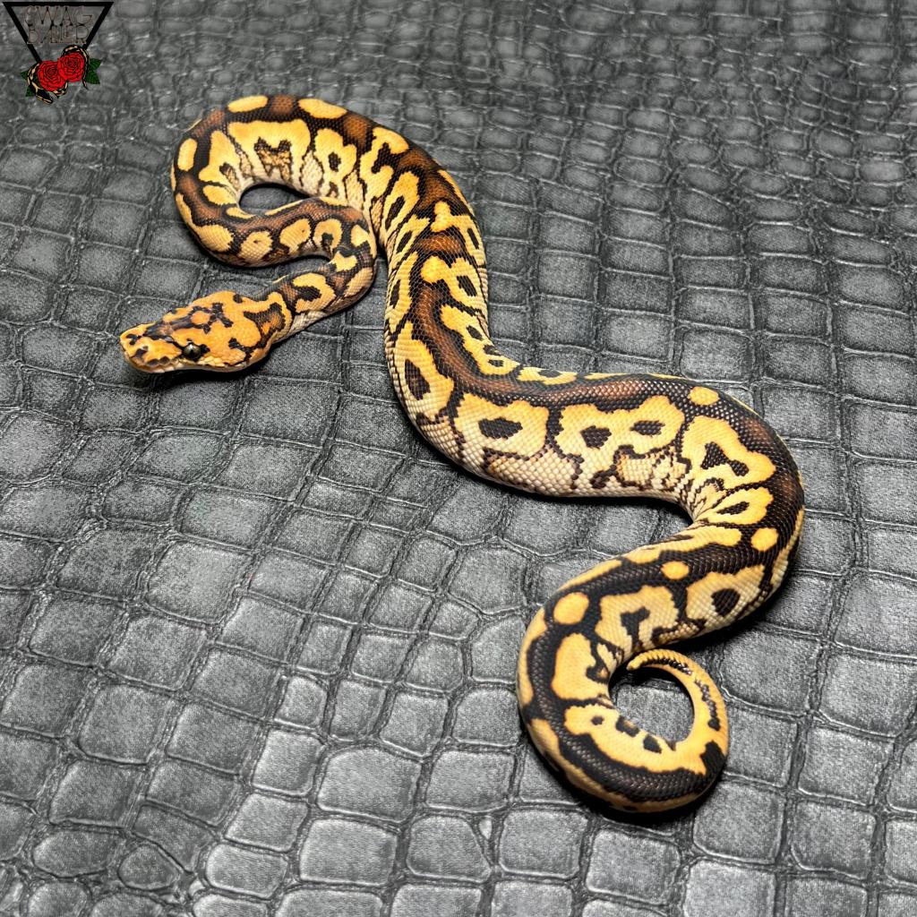 グリム スペシャル SN クラウン ♂