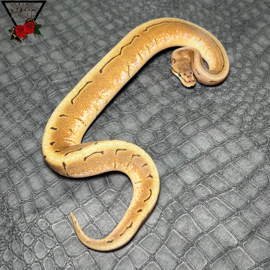 ピンストライプ スパイダー (スピナー) hetDG ︎︎︎︎ ♀