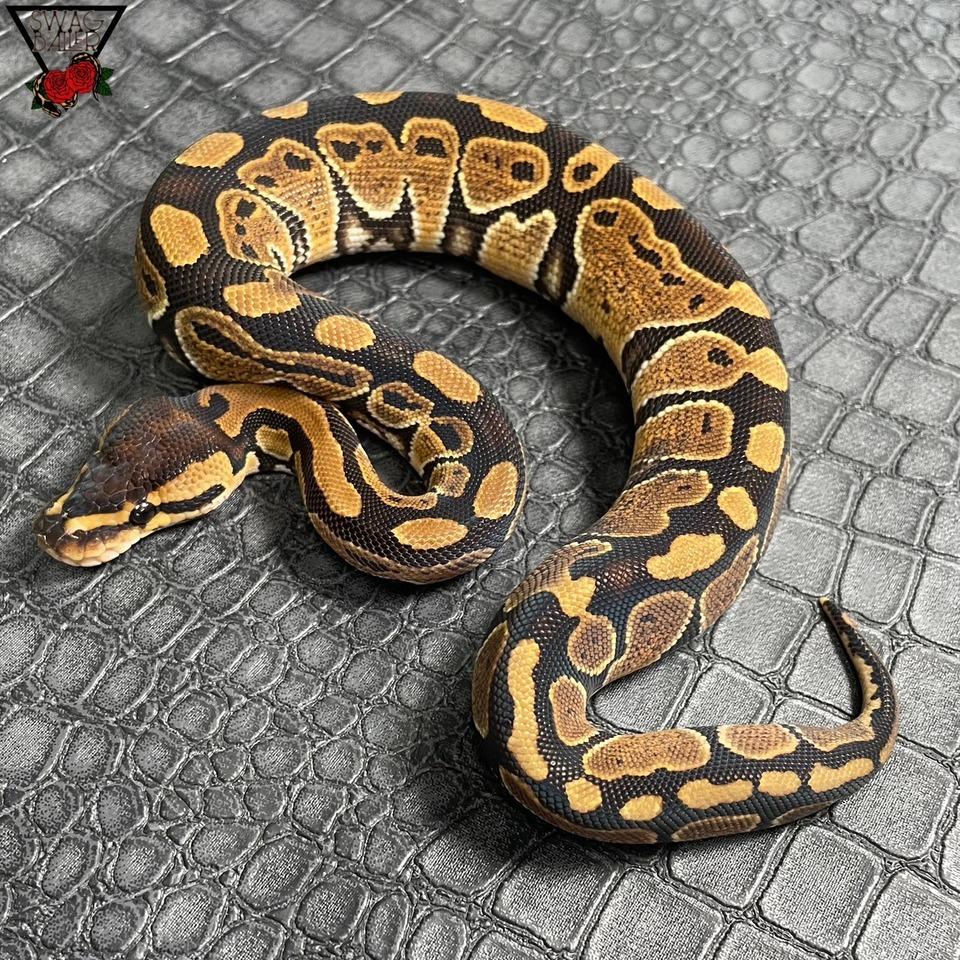 hetクラウン♀