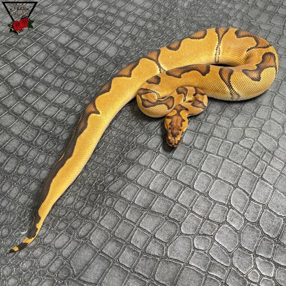 エンチクラウン♀