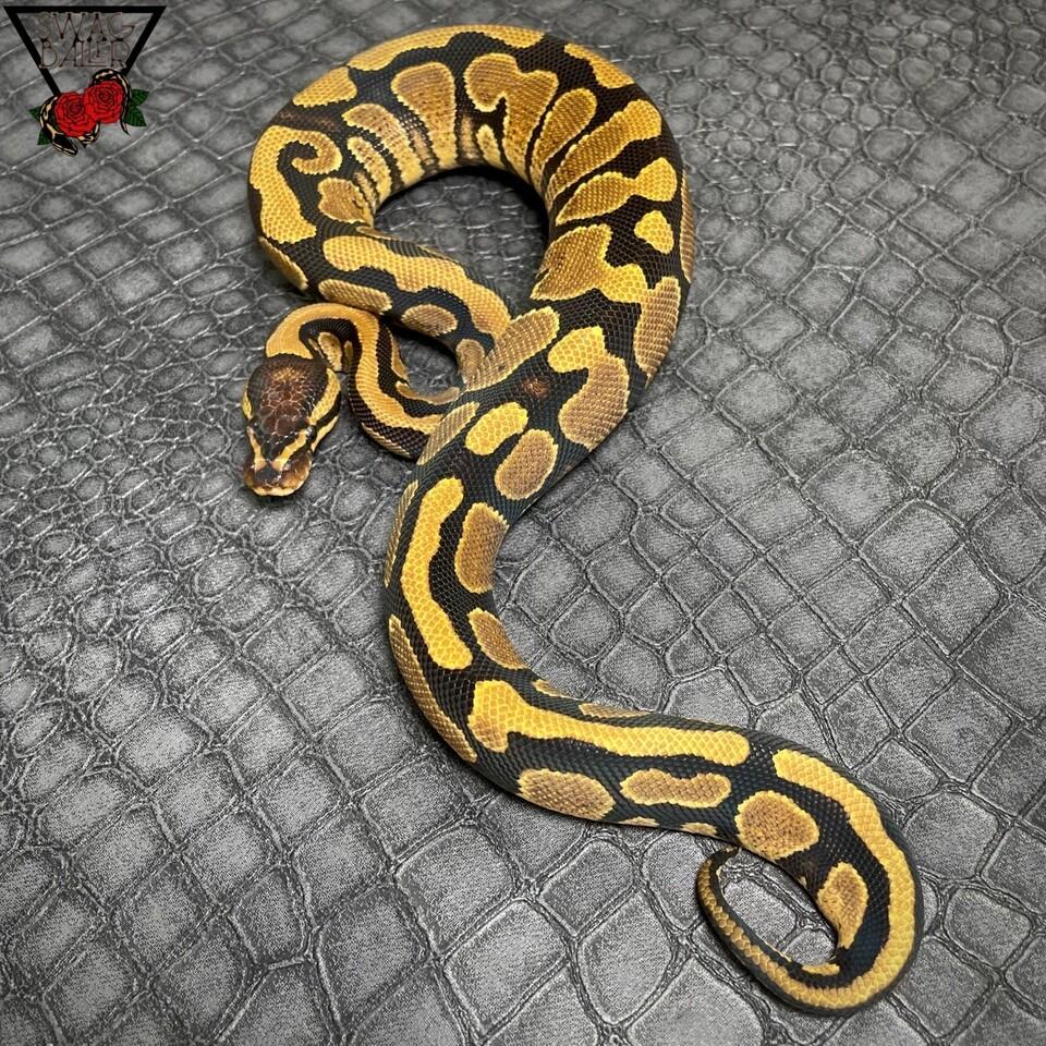 YBhetDG ♀
