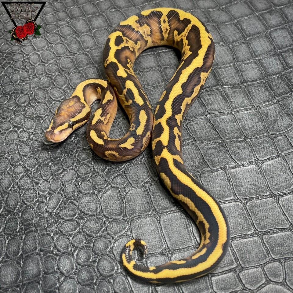 GHI ファイア YB ハリケーンhetDG ♂
