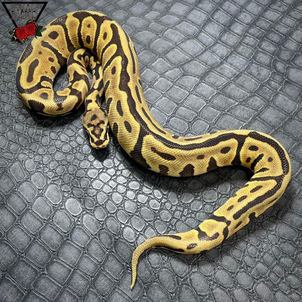 エンチ レース SN レオパード hetクラウン (hetバットマン)♀