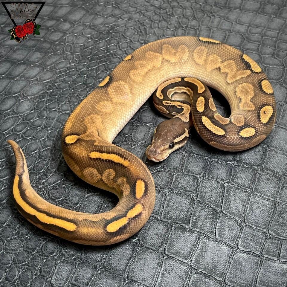 OD GHI BP シュガー ファイア hetクラウン♂