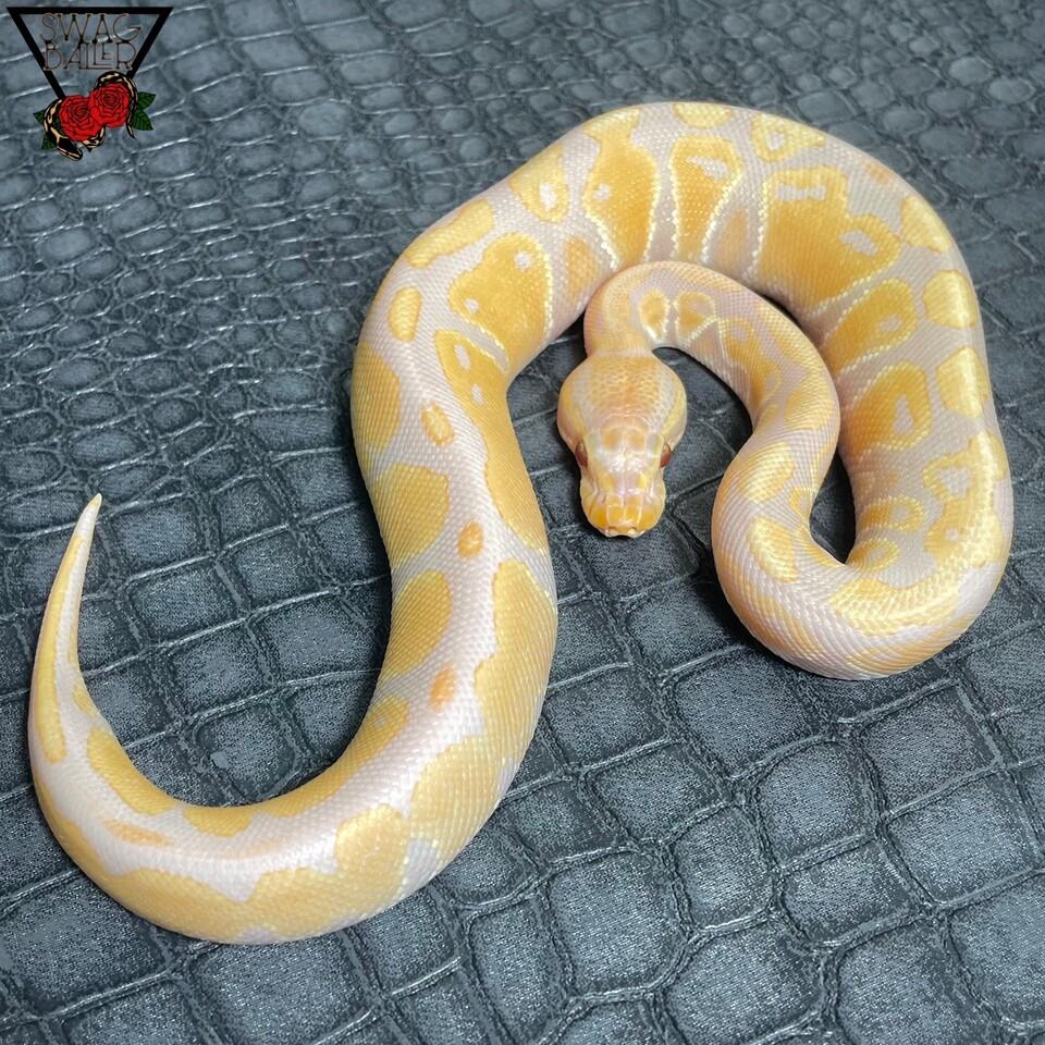 キャンディ ♂