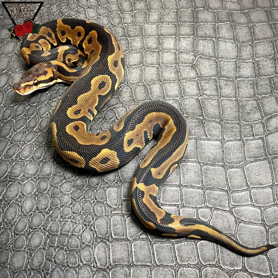 レオパード DhetDGクラウン ♀