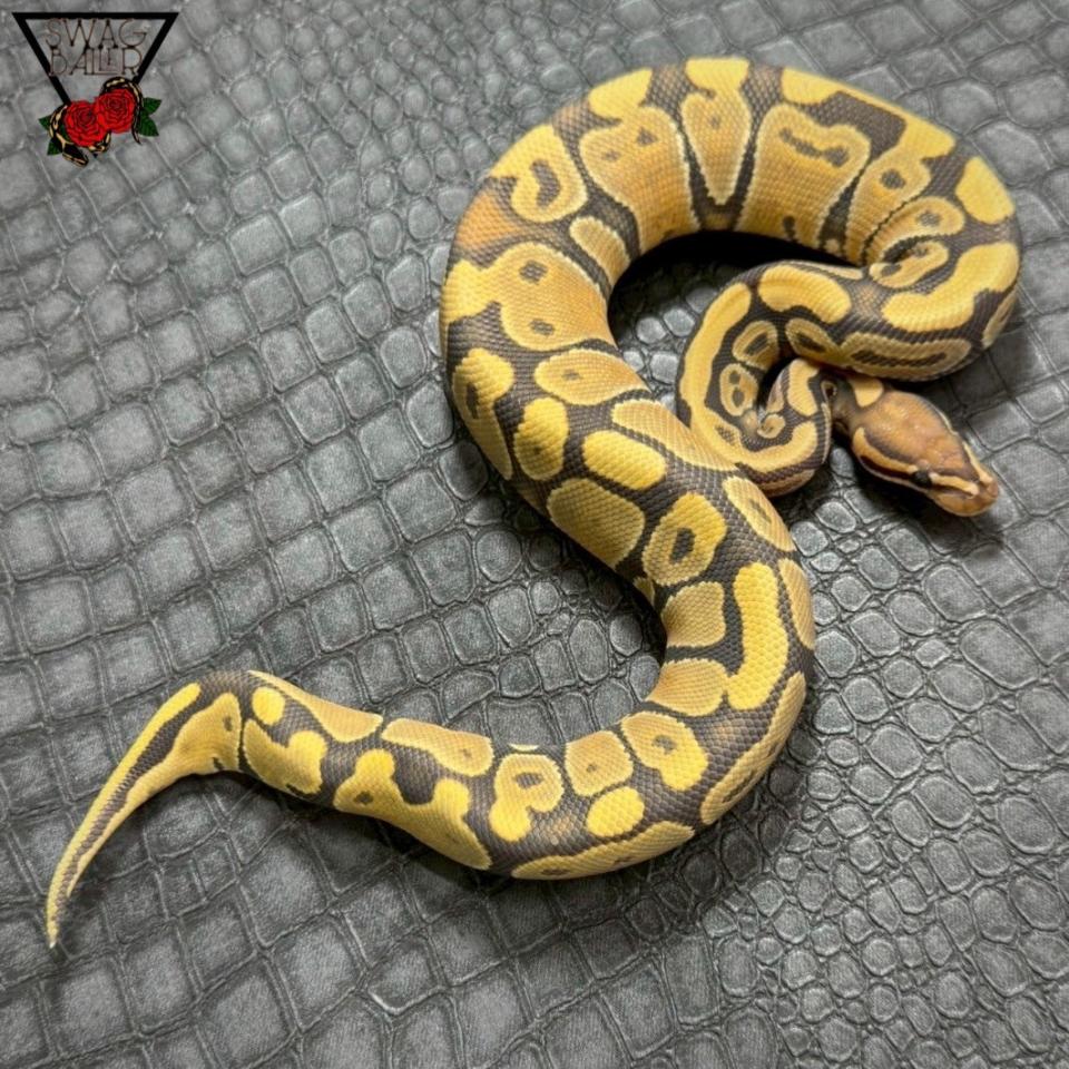 オレンジゴースト♀