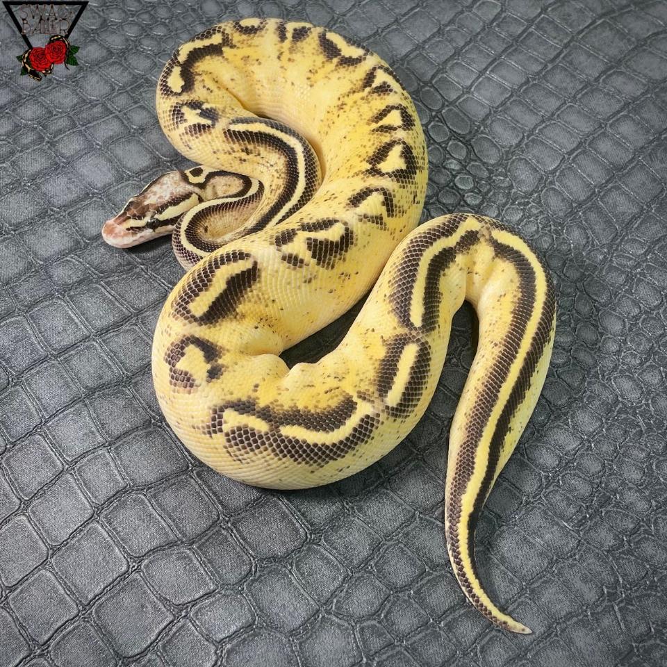 パステル フリーウェイ♀