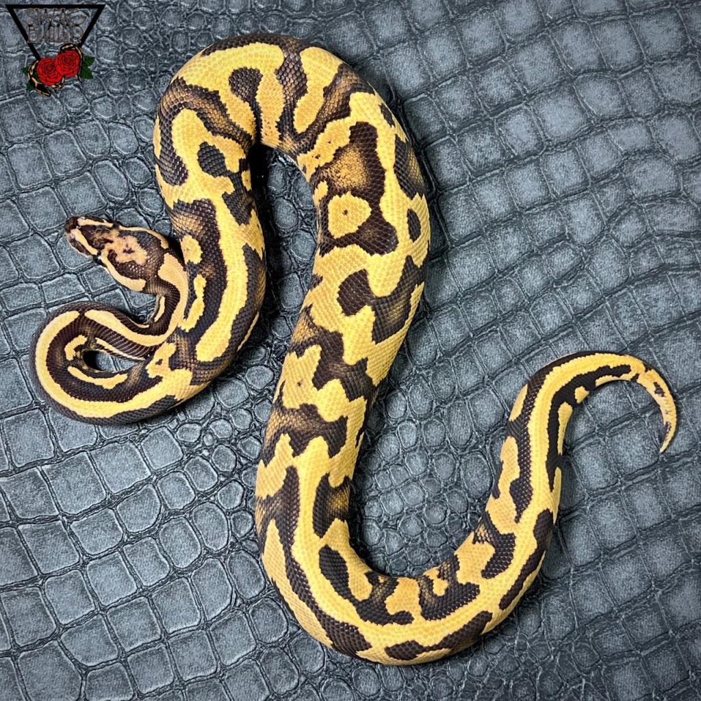 ファイア コンフュージョンYB ♂