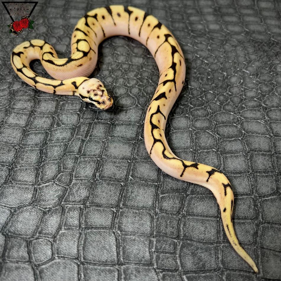 バンブルビー シュガー ♀