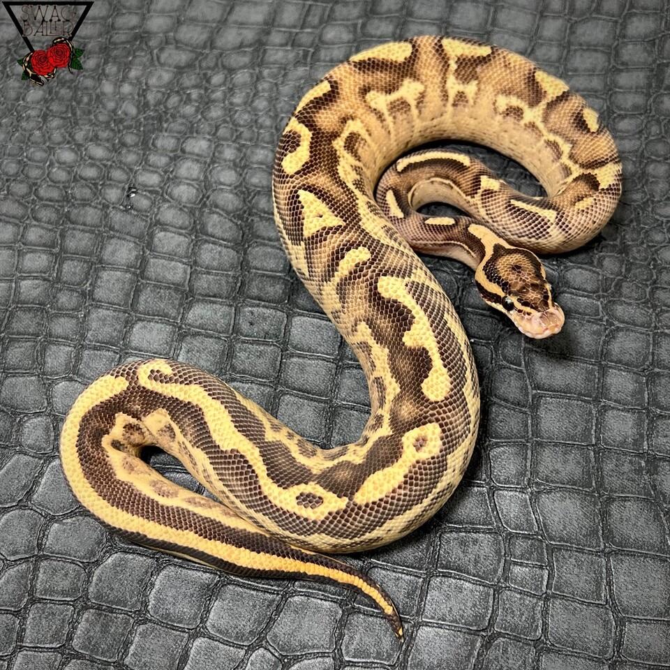 ❤️‍🔥レオパード ハイウェイ ♂