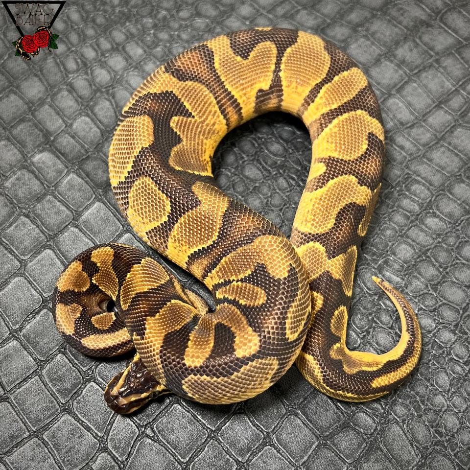 ❤️‍🔥エンチ アスファルト ♂