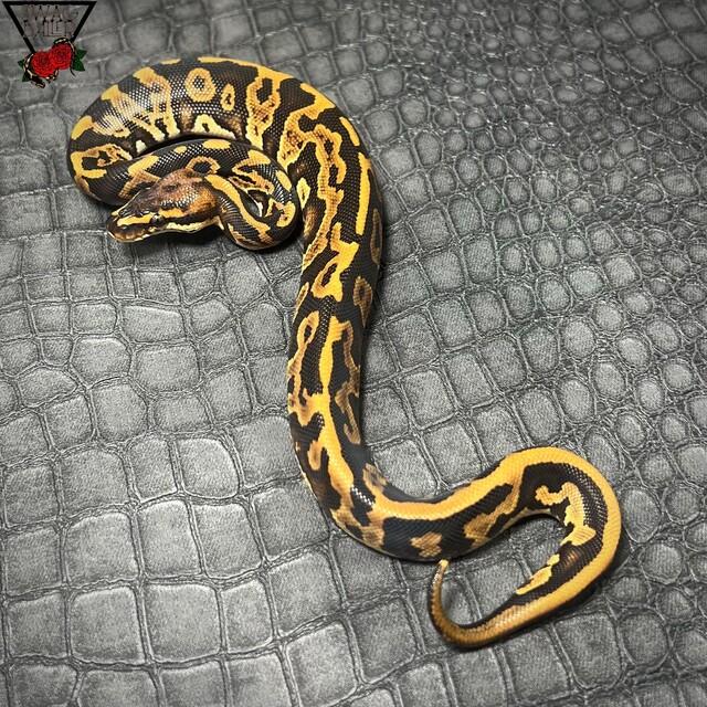 レオパード ブードゥー hetクラウン ♂