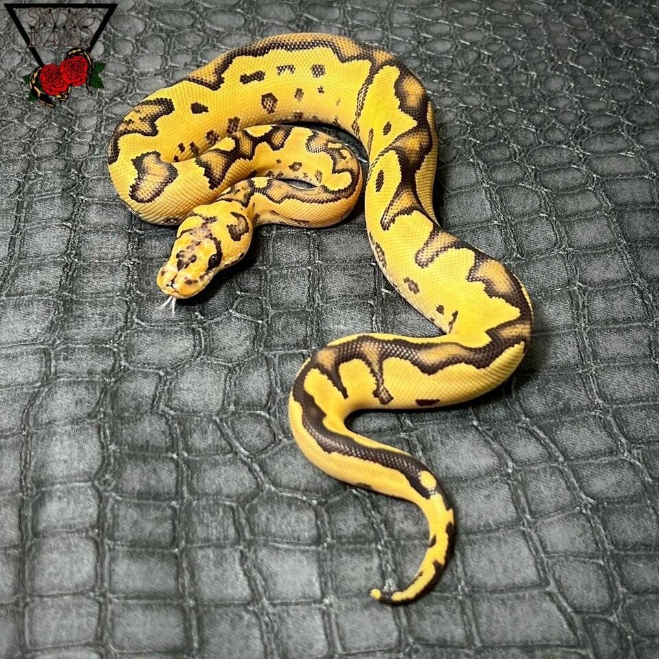 ファイア クラウン hetVPIアザン ♀