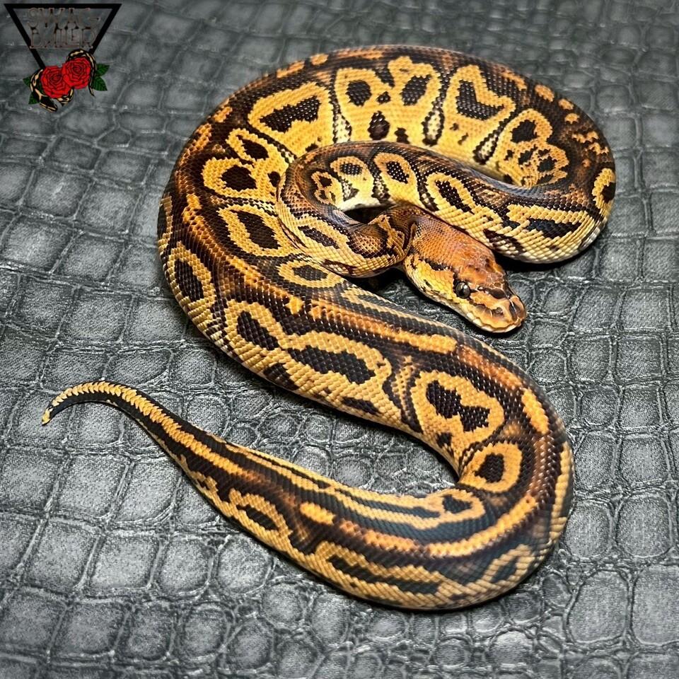 スーパーブードゥー クラウン ♂