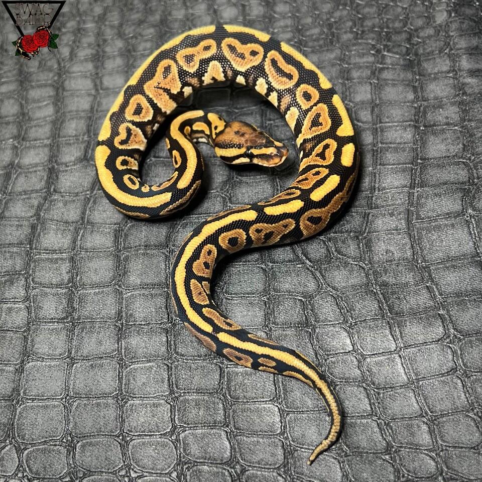 🌹SN hetクラウン ♀