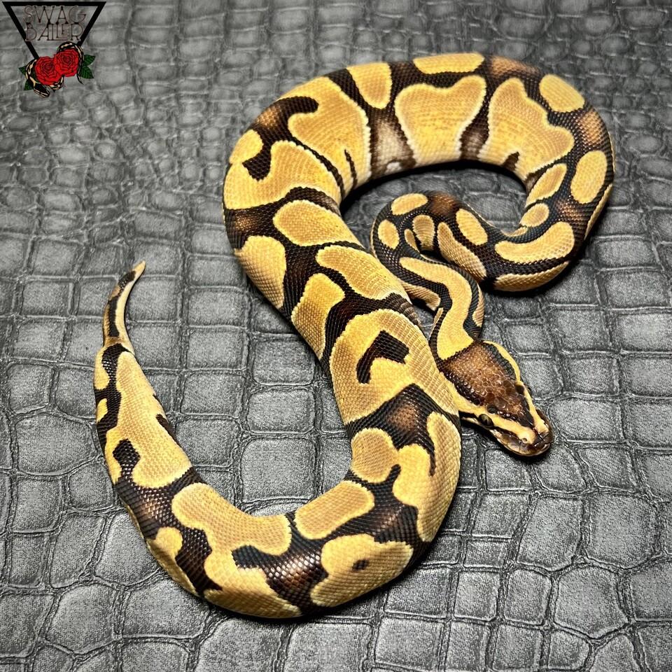 🌹エンチ hetクラウン66%hetVPIアザン ♀