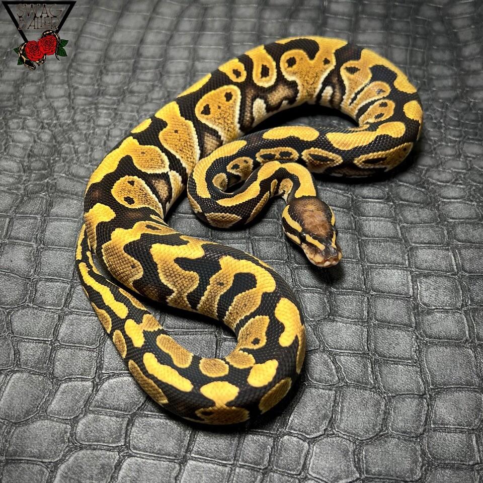 バニラ66%hetクラウン ♀