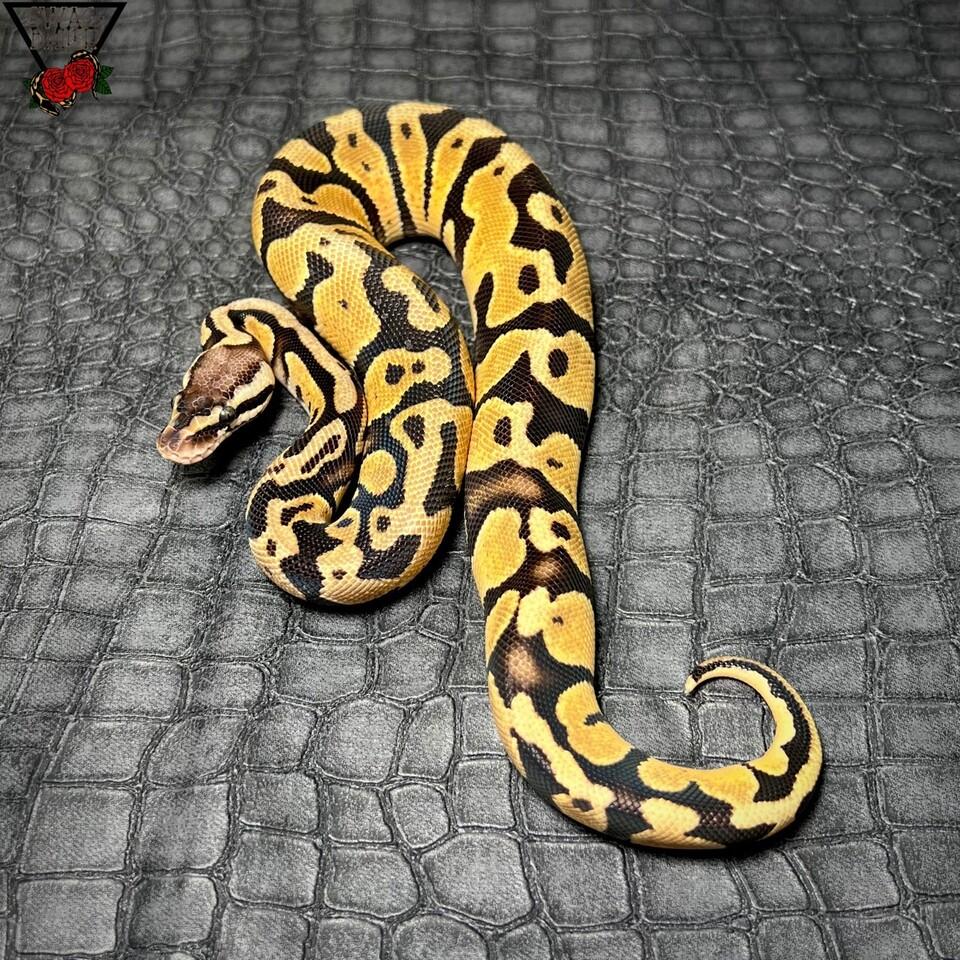 パステルエンチ50%hetパイボール ♂