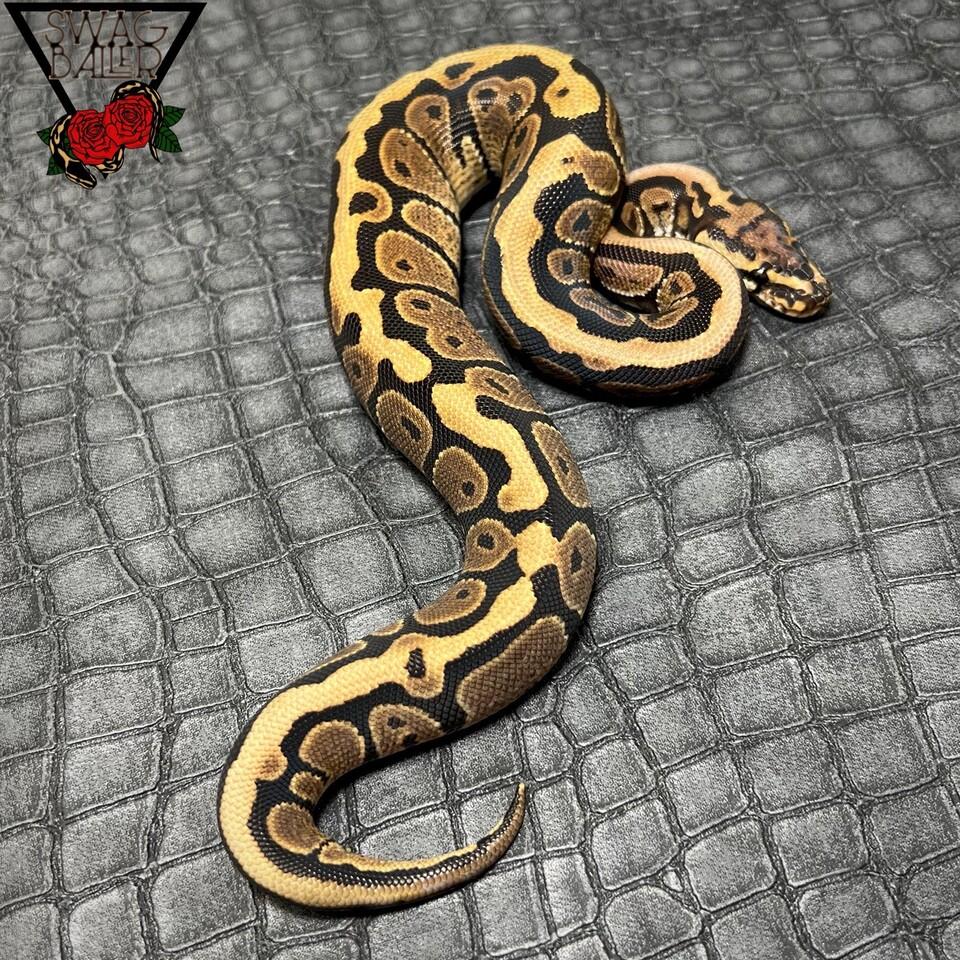 SN 50％hetクラウン ♂