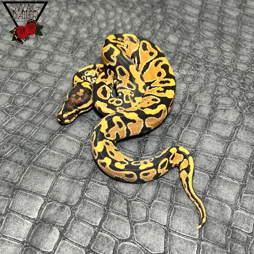 スーパー マリオ YB het DG ♀