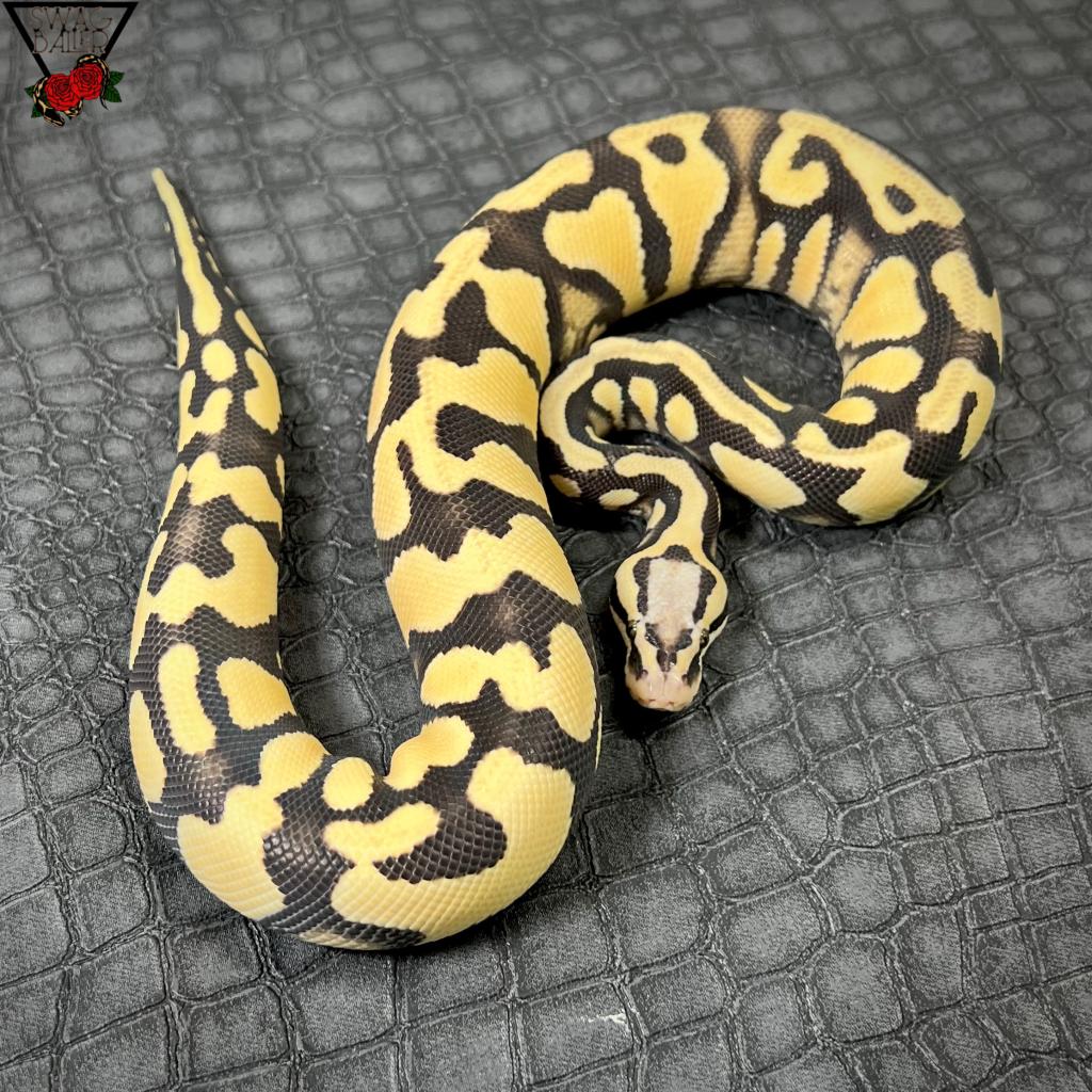 YB パステル DG 66%Dhetクリプティック ゴースト ♂
