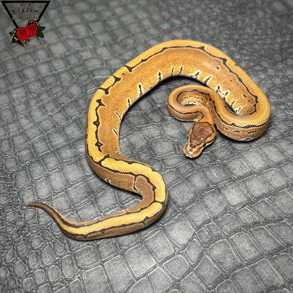 ピンストライプhetDG ︎︎ ︎︎ ♀