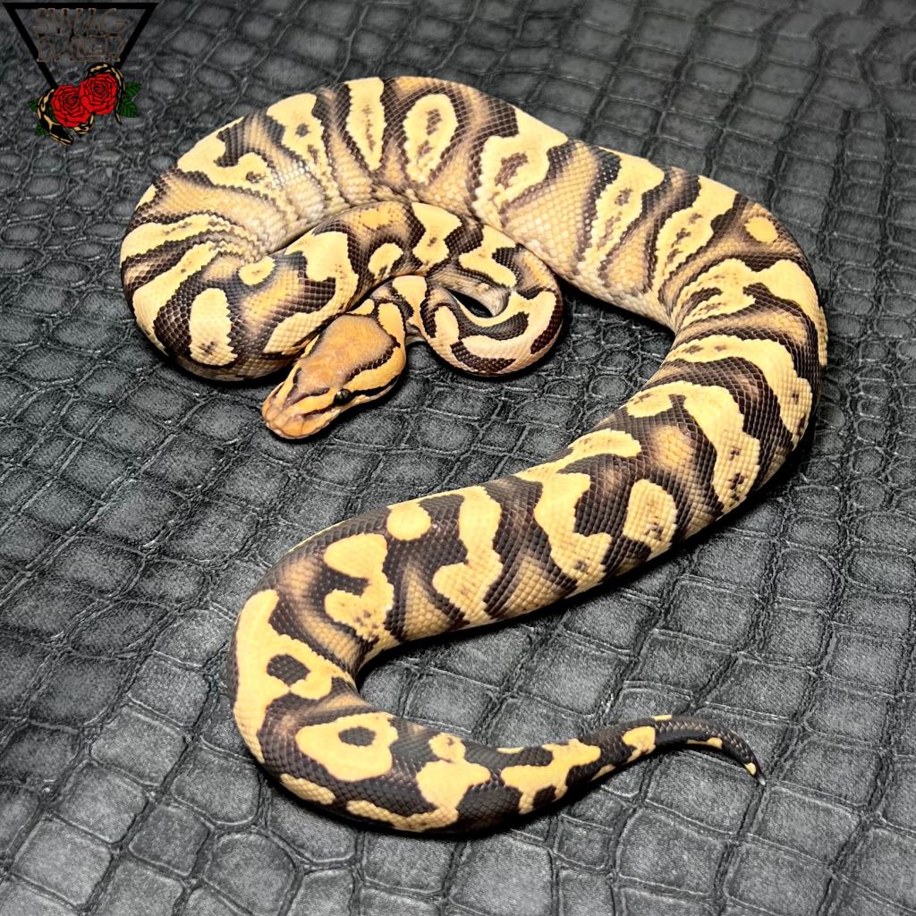 ファイア GHI YB クリプトン hetDG ♂