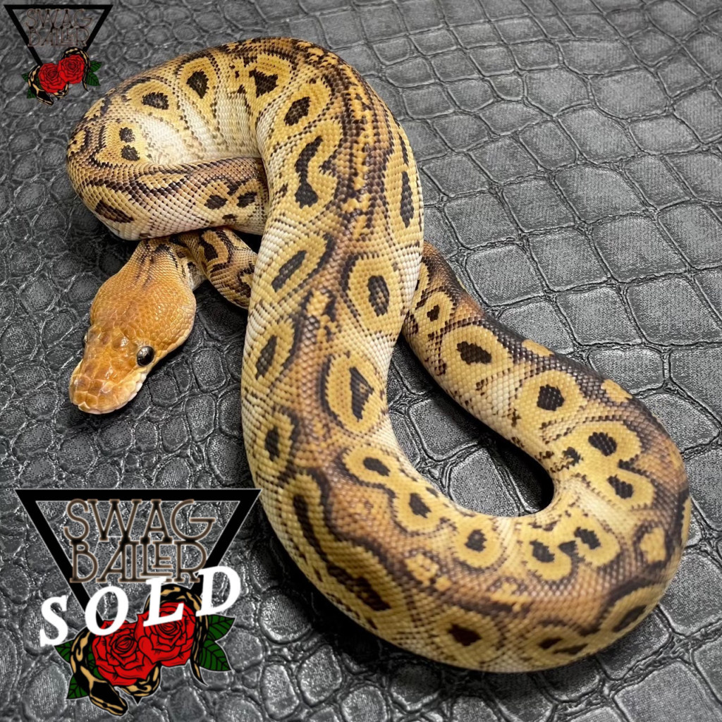 ボンゴ クラウン ♀