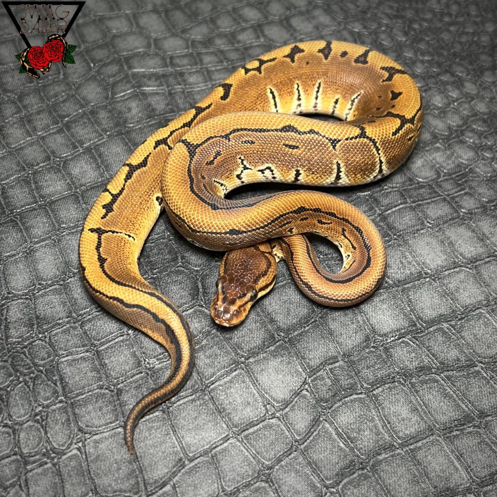 ピンストライプhetDG ︎︎ ♀