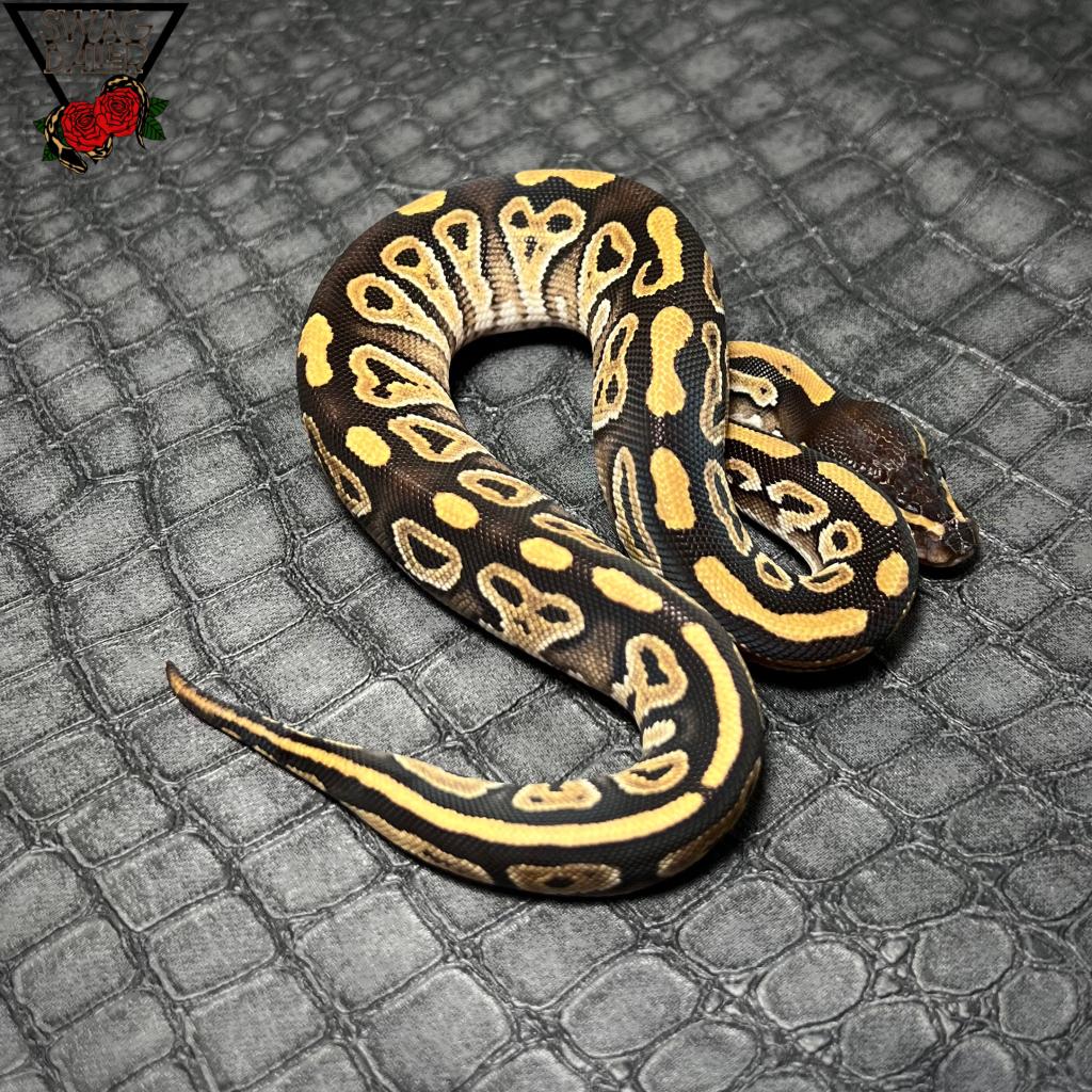 モハべ ︎︎ ♀