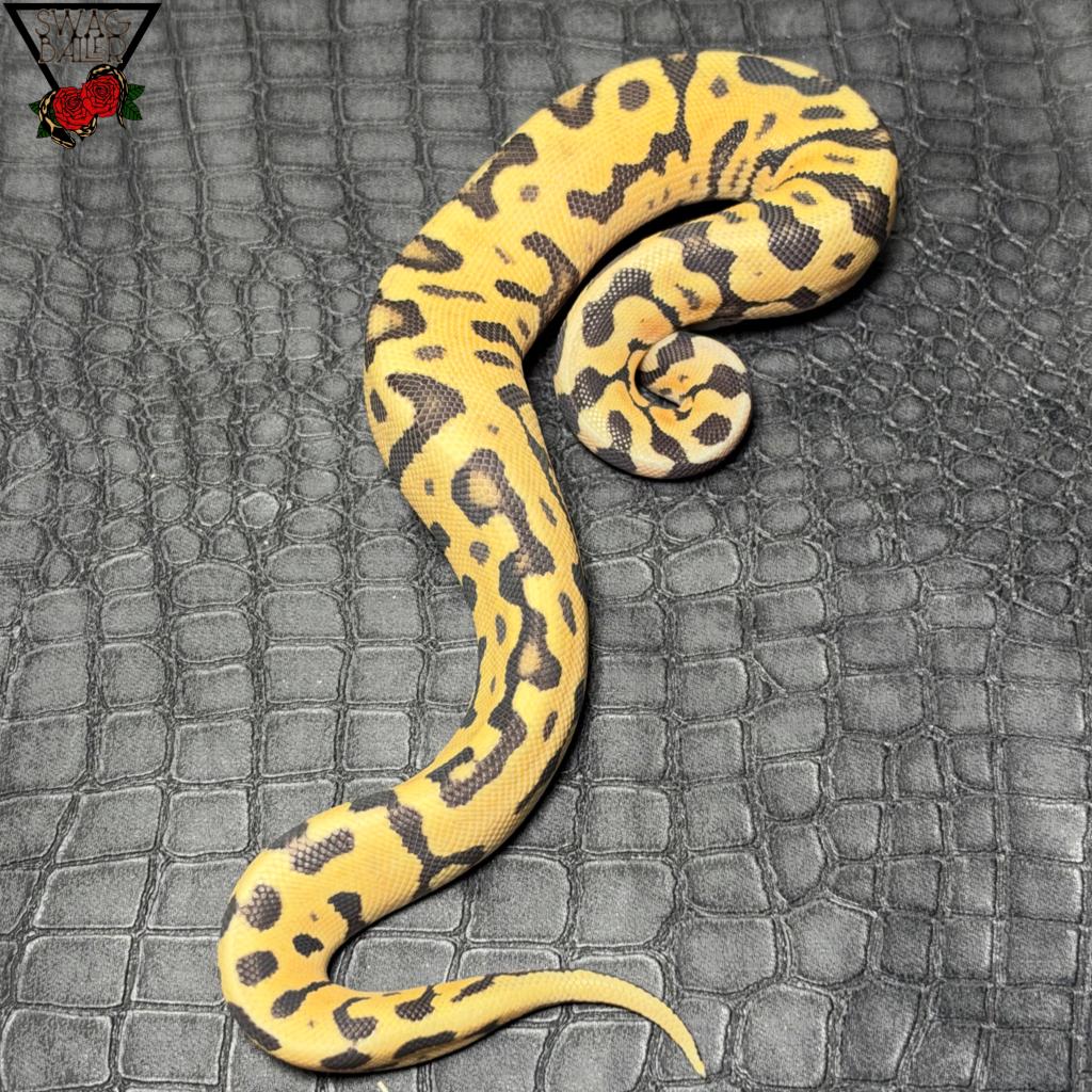 パステル レオパード SN ハイポ hetゼブラ ♀