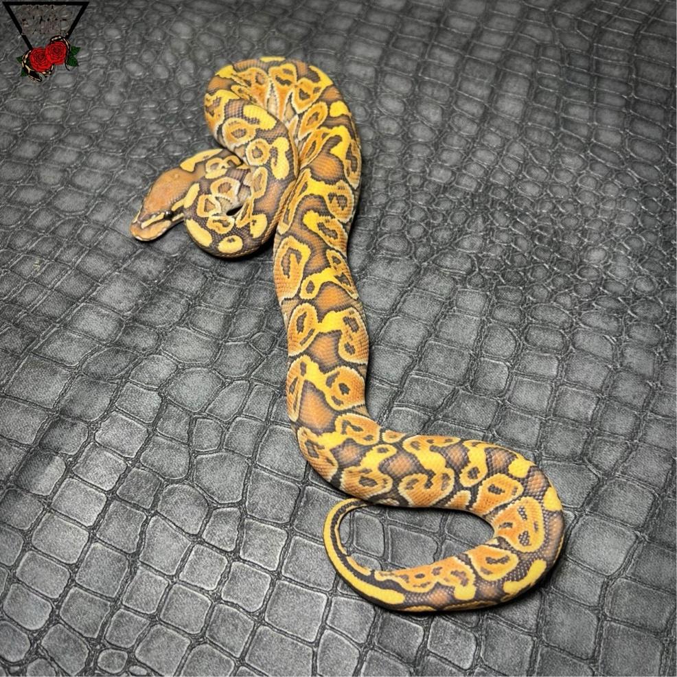 ベイカースペシャル ハリケーン ハイポ ♀