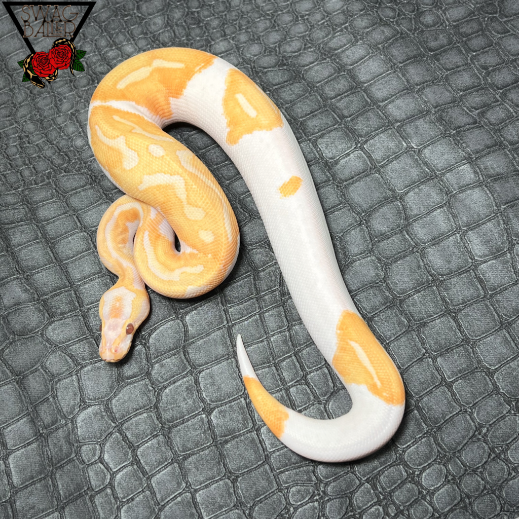 ドラームシクル (ラベンダーアルビノ パイ) ♂